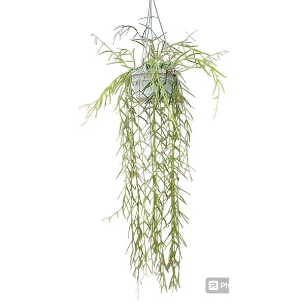 Горшечные цветы и растения оптом Hoya Linearis от 1шт из Голландии с доставкой по России