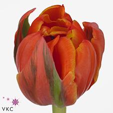 Срезанные цветы оптом Tulipa do queensday от 50шт из Голландии с доставкой по России