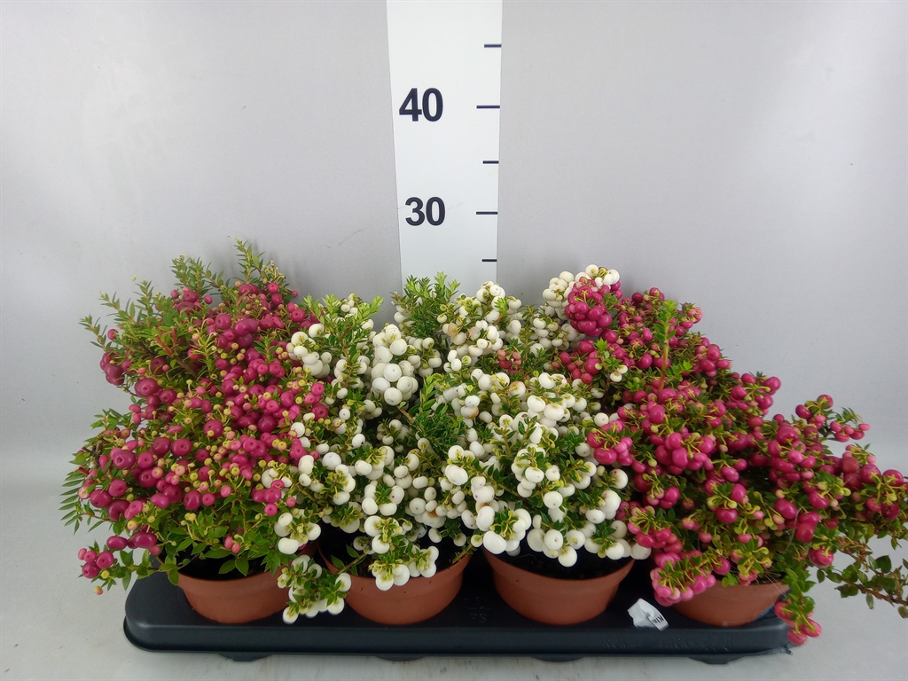 Горшечные цветы и растения оптом Gaultheria Mucronata от 8шт из Голландии с доставкой по России