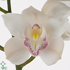 Срезанные цветы оптом Cymbidium white steffi от 12шт. из Голландии с доставкой по России