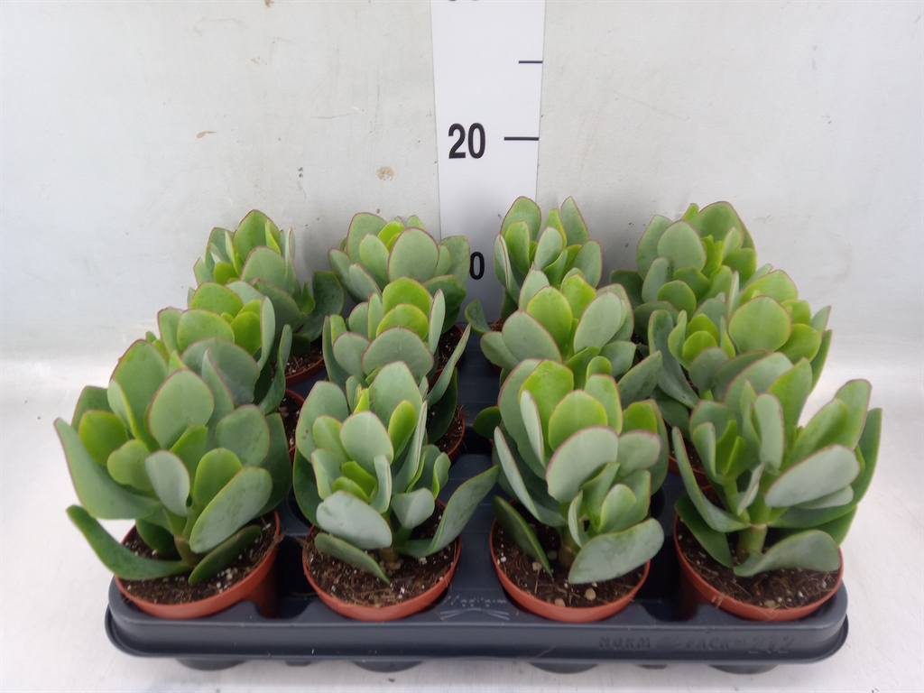 Горшечные цветы и растения оптом Crassula Arborescens от 12шт из Голландии с доставкой по России