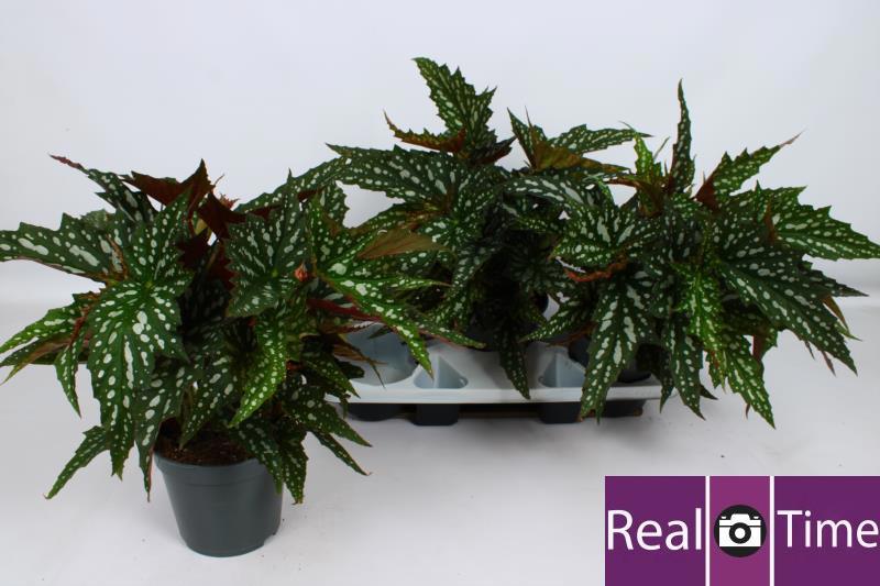 Горшечные цветы и растения оптом Beg Ma Wightii от 3шт (для телеги) из Голландии с доставкой по России