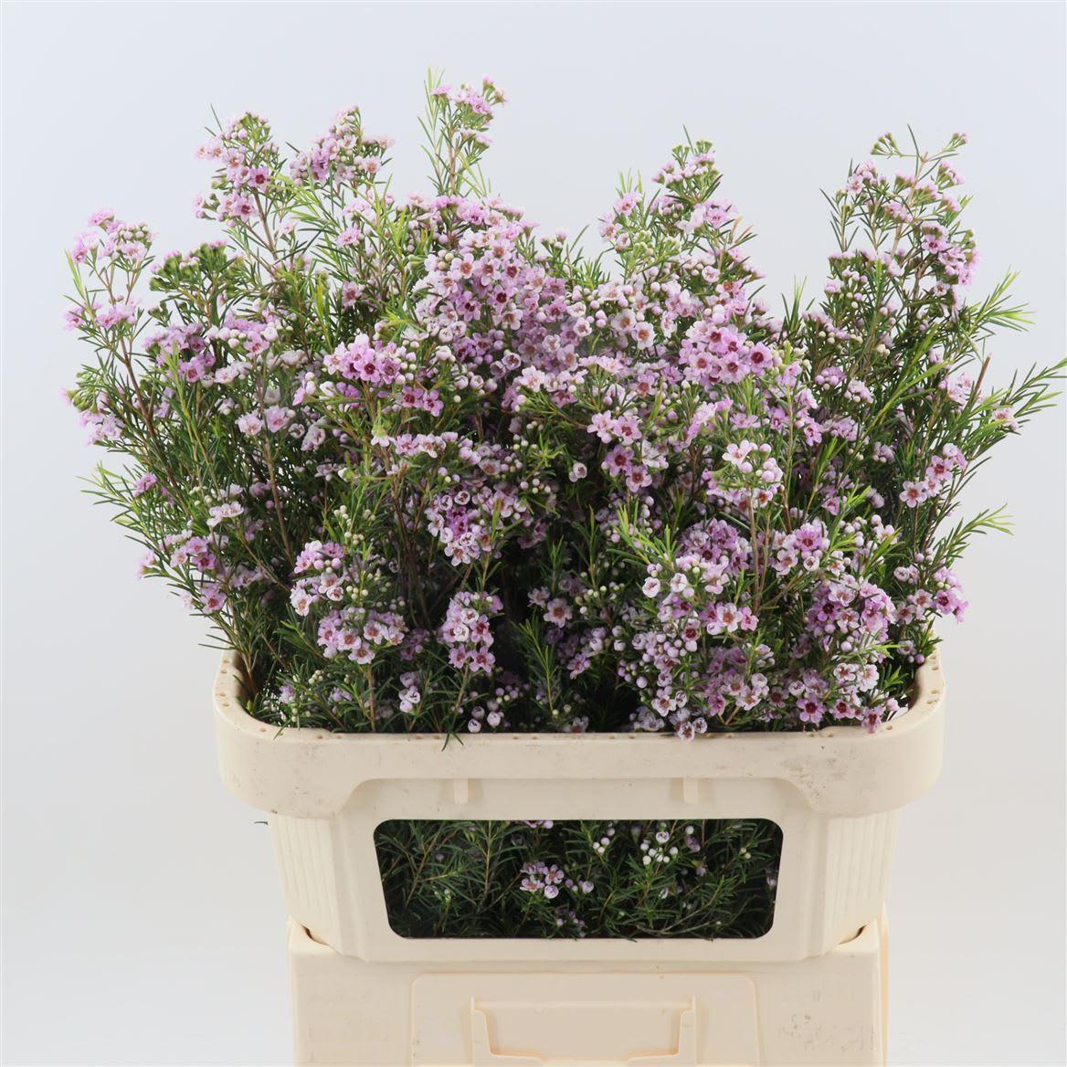 Срезанные цветы оптом Chamelaucium giselle от 50шт из Голландии с доставкой по России