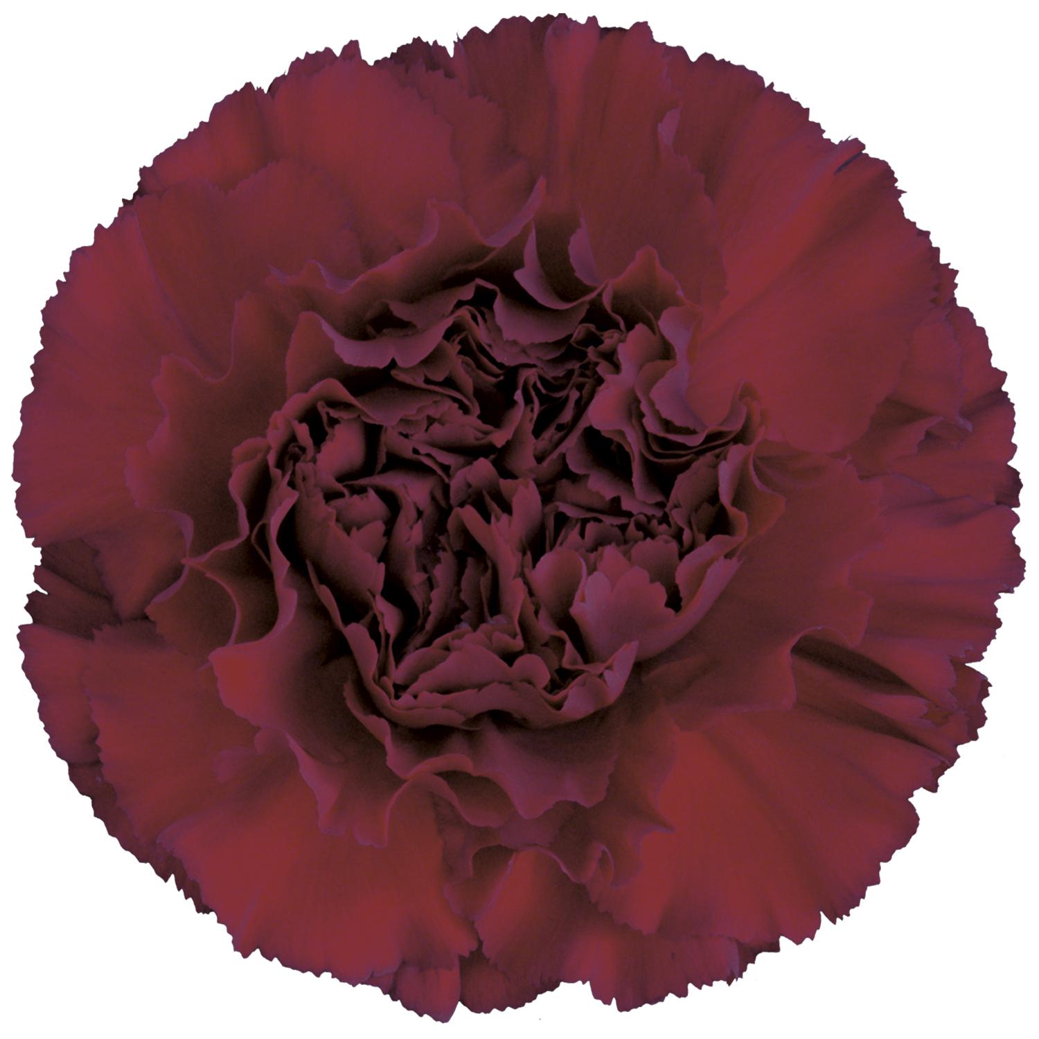 Срезанные цветы оптом Dianthus st zurigo от 240шт из Голландии с доставкой по России