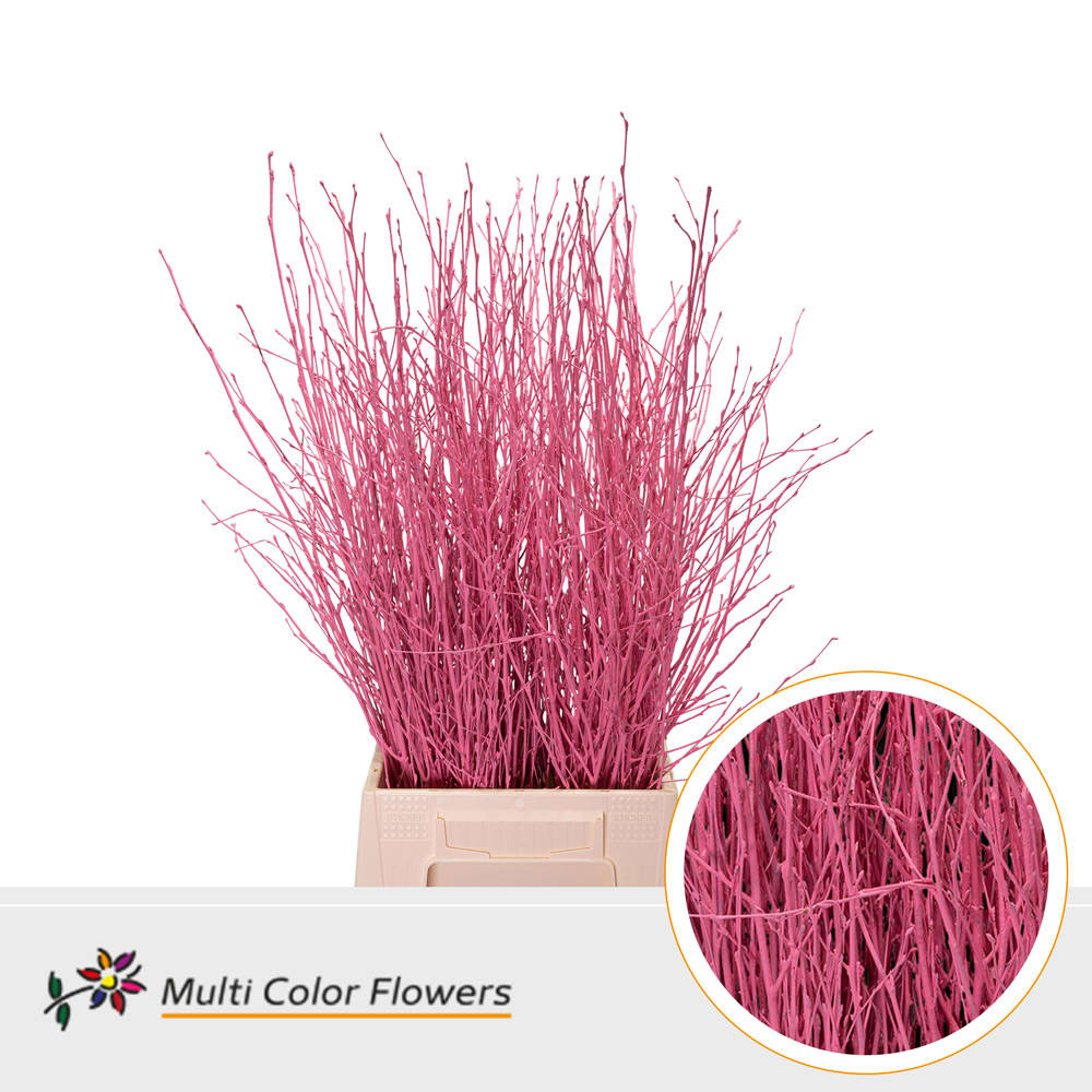 Срезанные цветы оптом Betula paint coral от 100шт из Голландии с доставкой по России