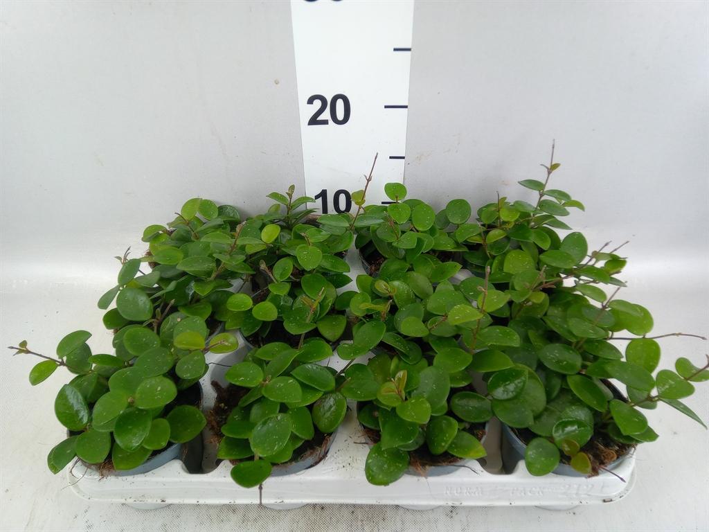 Горшечные цветы и растения оптом Hoya Serpens от 12шт (для телеги) из Голландии с доставкой по России