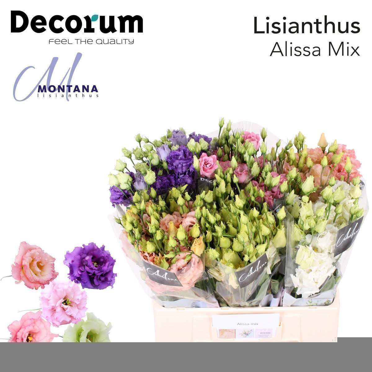 Срезанные цветы оптом Lisianthus do alissa mix in bucket от 50шт из Голландии с доставкой по России