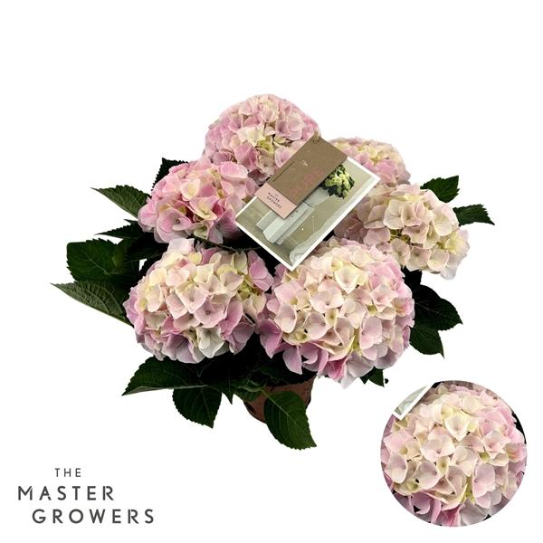 Горшечные цветы и растения оптом Hydrangea Ma Hi Diamond Pink 5+ от 6шт из Голландии с доставкой по России
