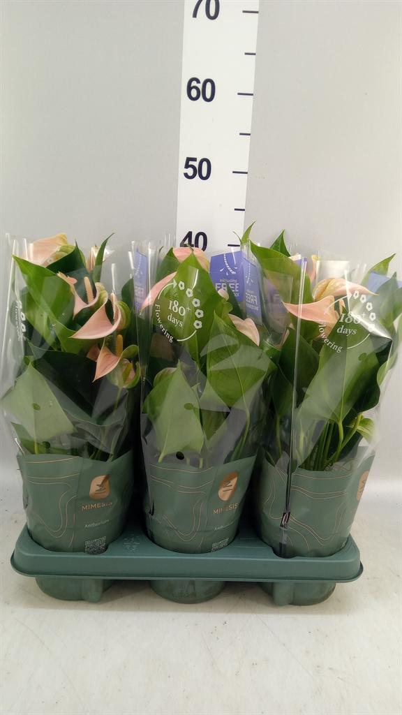 Горшечные цветы и растения оптом Anthurium Andr. joli Peach от 6шт из Голландии с доставкой по России