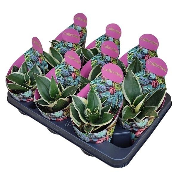 Горшечные цветы и растения оптом Sansevieria Trifasciata Jade Pagoda от 9шт из Голландии с доставкой по России