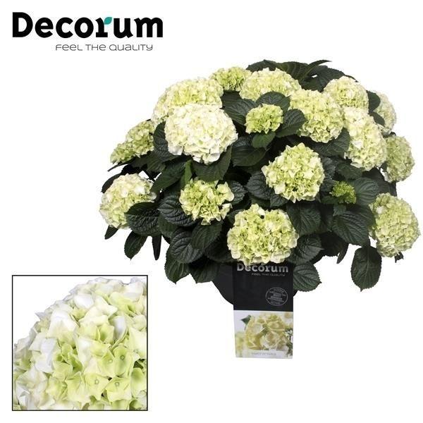 Горшечные цветы и растения оптом Hydrangea Ma White 20+ (decorum) от 1шт из Голландии с доставкой по России