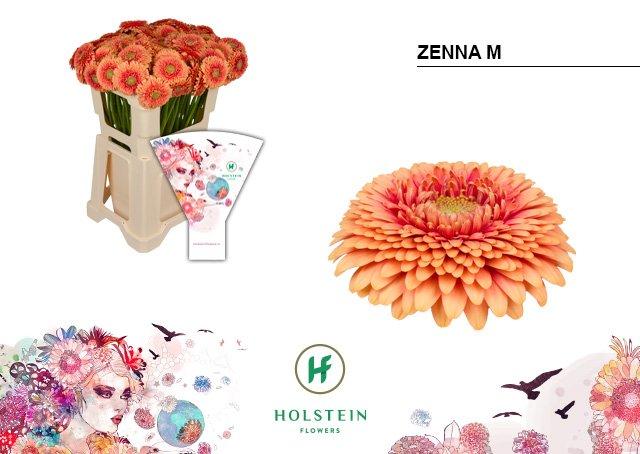 Срезанные цветы оптом Germini gerponi zenna m от 80шт из Голландии с доставкой по России