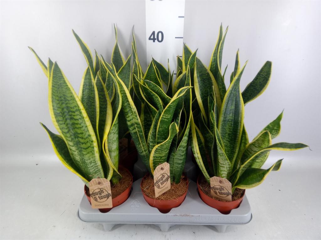 Горшечные цветы и растения оптом Sansevieria Trifa. futura Superba от 6шт из Голландии с доставкой по России