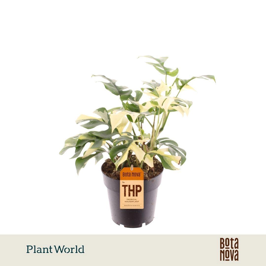 Горшечные цветы и растения оптом Rhaphidophora Tetrasperma Variegata от 4шт из Голландии с доставкой по России