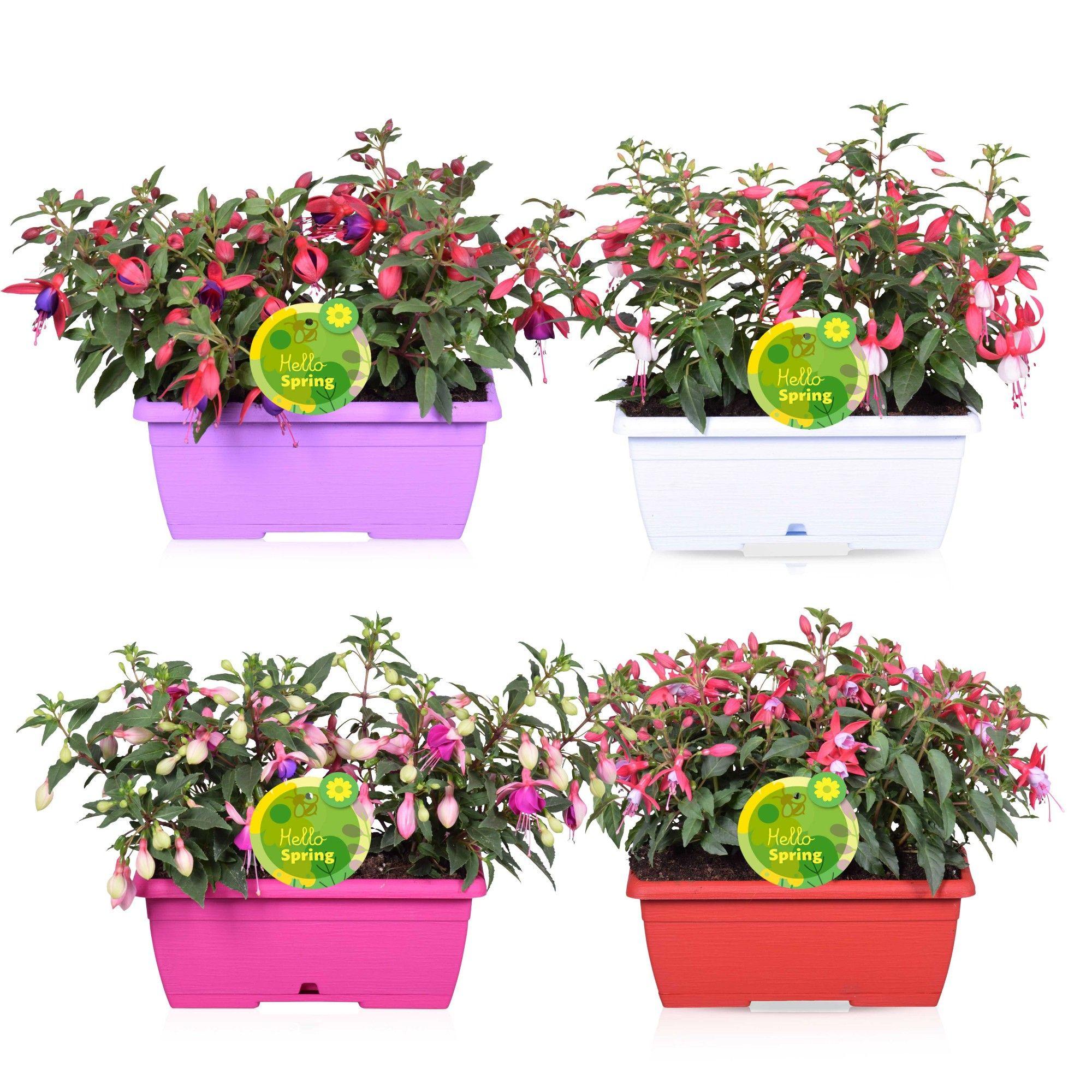 Горшечные цветы и растения оптом Fuchsia B F Gem от 4шт из Голландии с доставкой по России