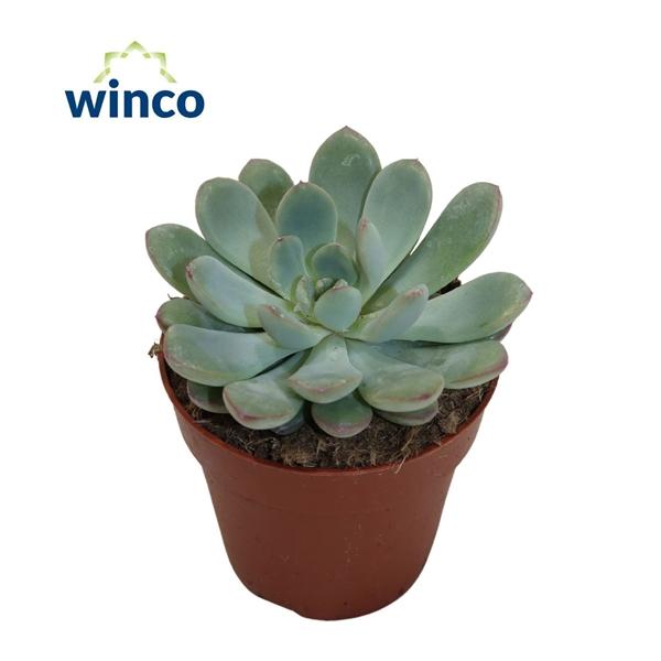 Горшечные цветы и растения оптом Echeveria Morning Dew от 18шт (для телеги) из Голландии с доставкой по России