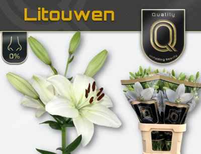 Срезанные цветы оптом Lilium la litouwen magnum от 50шт из Голландии с доставкой по России