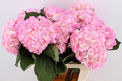 Срезанные цветы оптом Hydrangea paint pink от 10шт из Голландии с доставкой по России