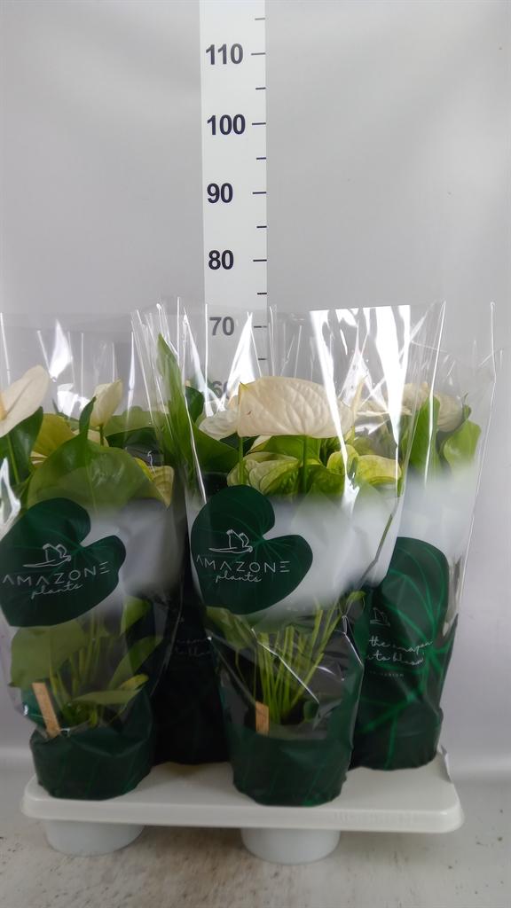 Горшечные цветы и растения оптом Anthurium Andr. samora от 4шт из Голландии с доставкой по России