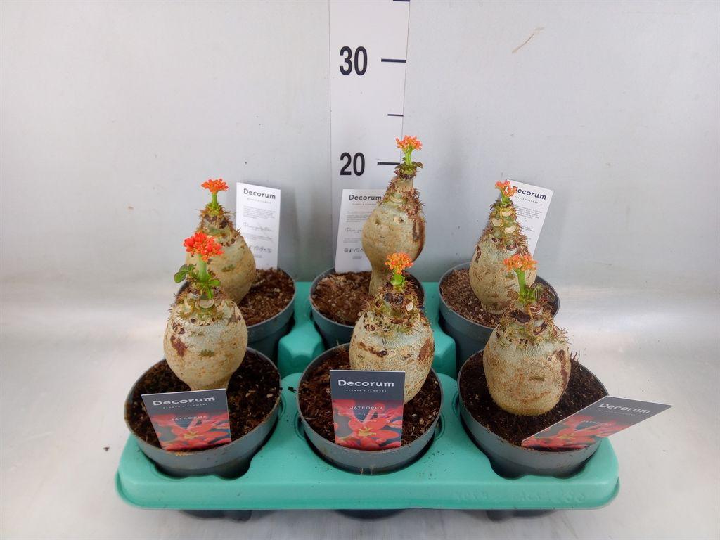 Горшечные цветы и растения оптом Jatropha Podagrica от 6шт из Голландии с доставкой по России