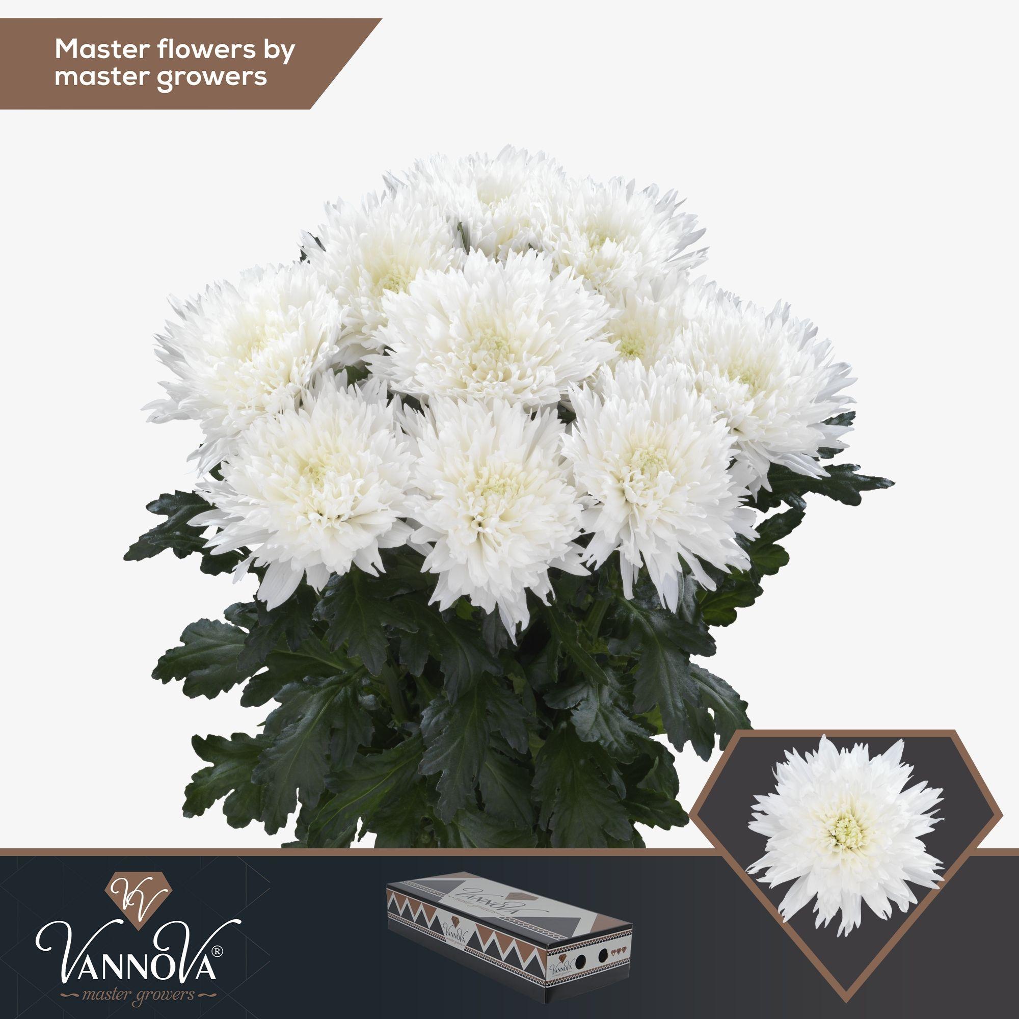 Срезанные цветы оптом Chrys bl undercover от 60шт.. из Голландии с доставкой по России