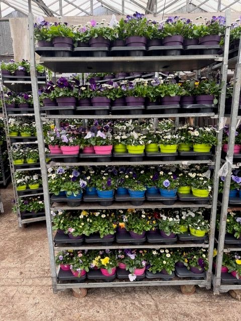 Горшечные цветы и растения оптом Perkpl Gem In Pot от 6шт из Голландии с доставкой по России