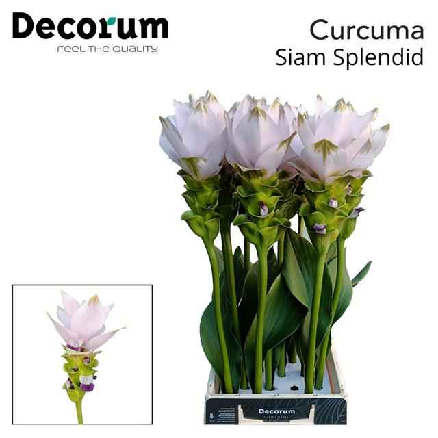 Срезанные цветы оптом Curcuma siam splendid от 12шт из Голландии с доставкой по России