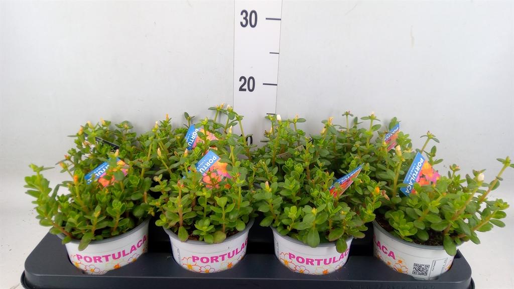 Горшечные цветы и растения оптом Portulaca   ...mix In Pot от 8шт из Голландии с доставкой по России