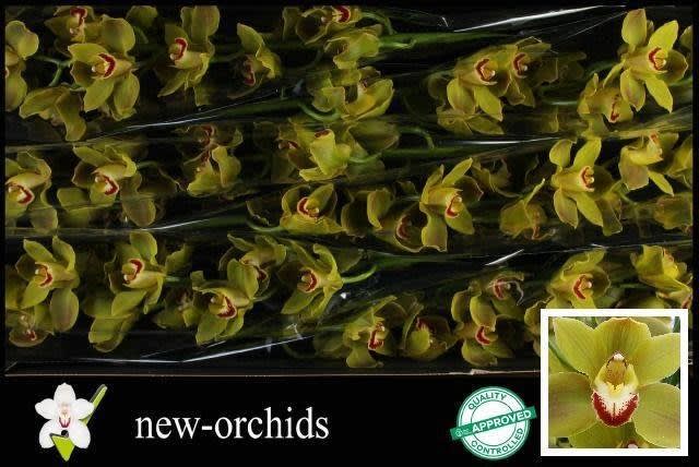 Срезанные цветы оптом Cymbidium green jungle trail от 6шт.. из Голландии с доставкой по России