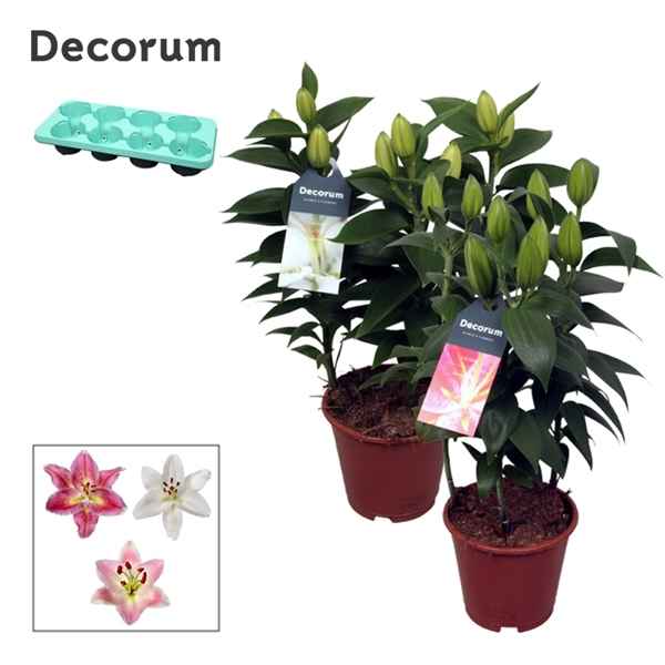 Горшечные цветы и растения оптом Lilium Or Mix 3pp (decorum) от 8шт из Голландии с доставкой по России