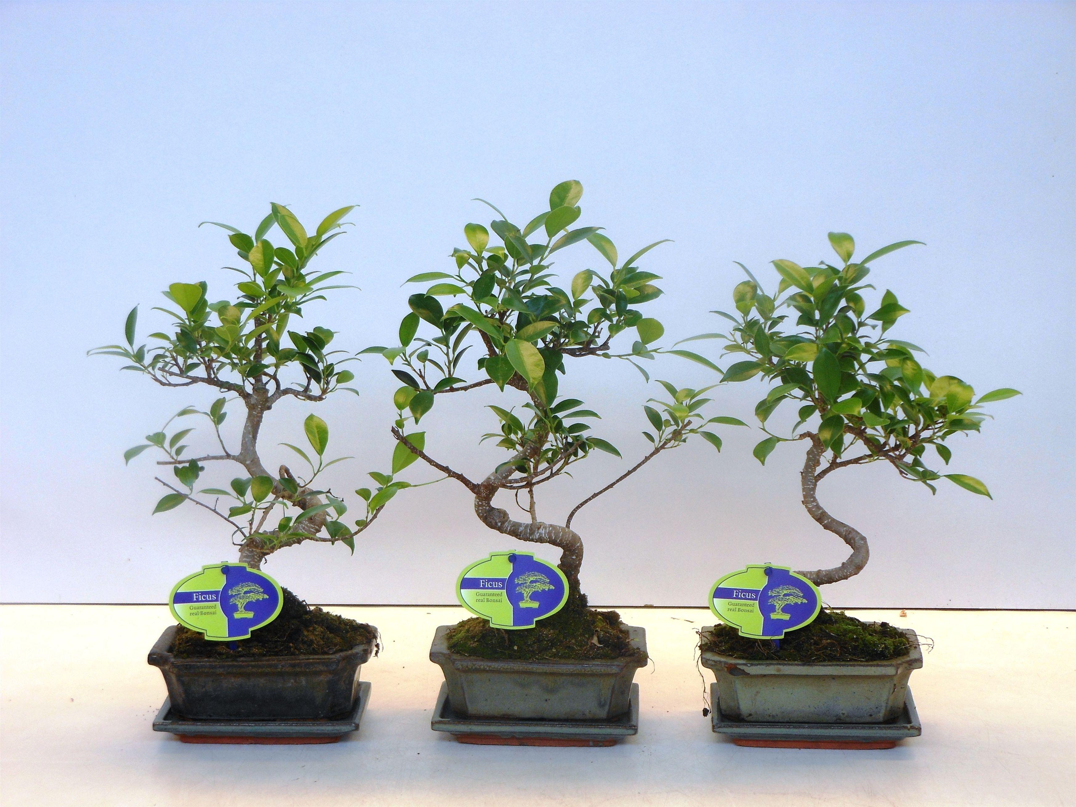 Горшечные цветы и растения оптом Bonsai Ficus Retusa  With Drip Tray от 10шт из Голландии с доставкой по России