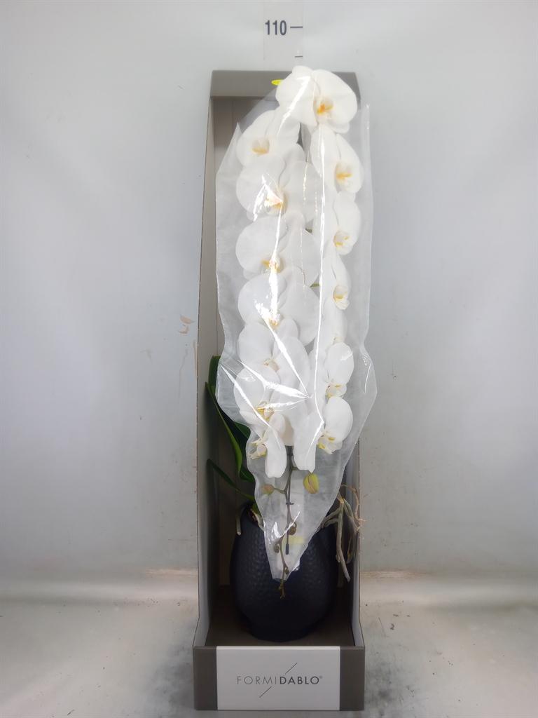 Горшечные цветы и растения оптом Phalaenopsis   ...white от 1шт из Голландии с доставкой по России