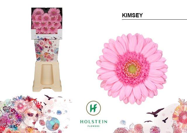 Срезанные цветы оптом Germini diamond kimsey от 80шт из Голландии с доставкой по России