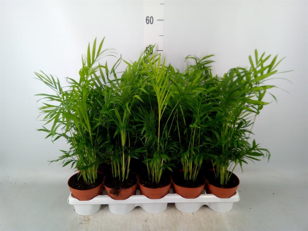 Горшечные цветы и растения оптом Chamaedorea Elegans от 10шт из Голландии с доставкой по России