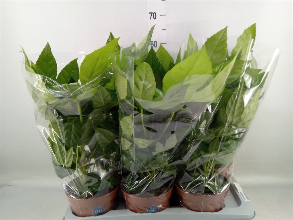 Горшечные цветы и растения оптом Fatsia Japonica   ... от 6шт из Голландии с доставкой по России