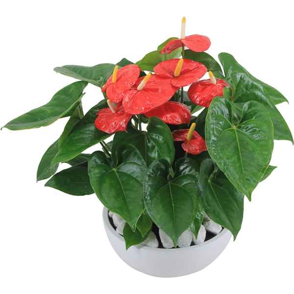 Горшечные цветы и растения оптом Anth An Aloha Red 7+ White Ceramic от 2шт из Голландии с доставкой по России