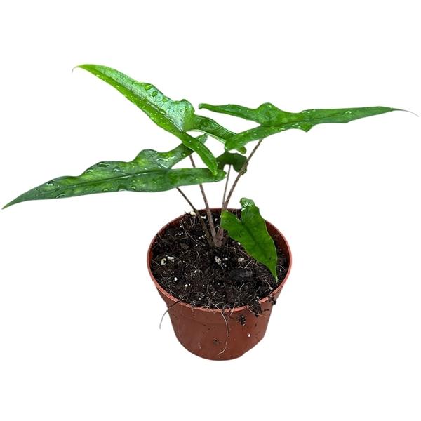 Горшечные цветы и растения оптом Alocasia Sabrina от 1шт (для телеги) из Голландии с доставкой по России