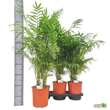 Горшечные цветы и растения оптом Chamaedorea Elegans от 3шт из Голландии с доставкой по России