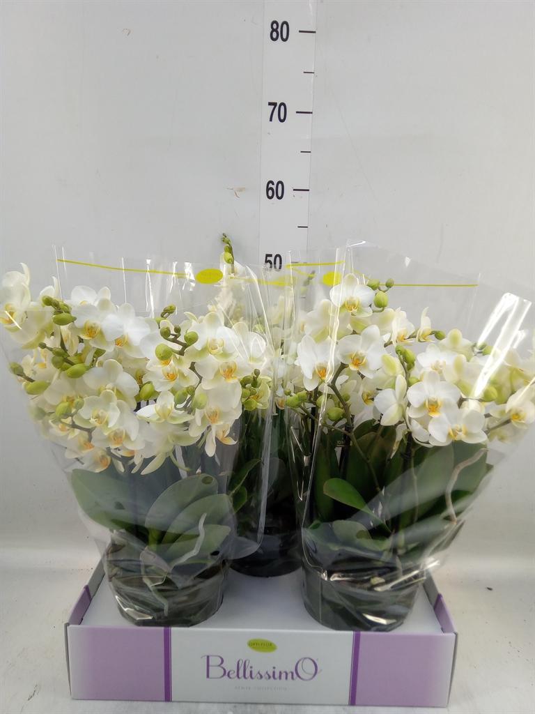 Горшечные цветы и растения оптом Phalaenopsis Multi.   ...white от 3шт из Голландии с доставкой по России