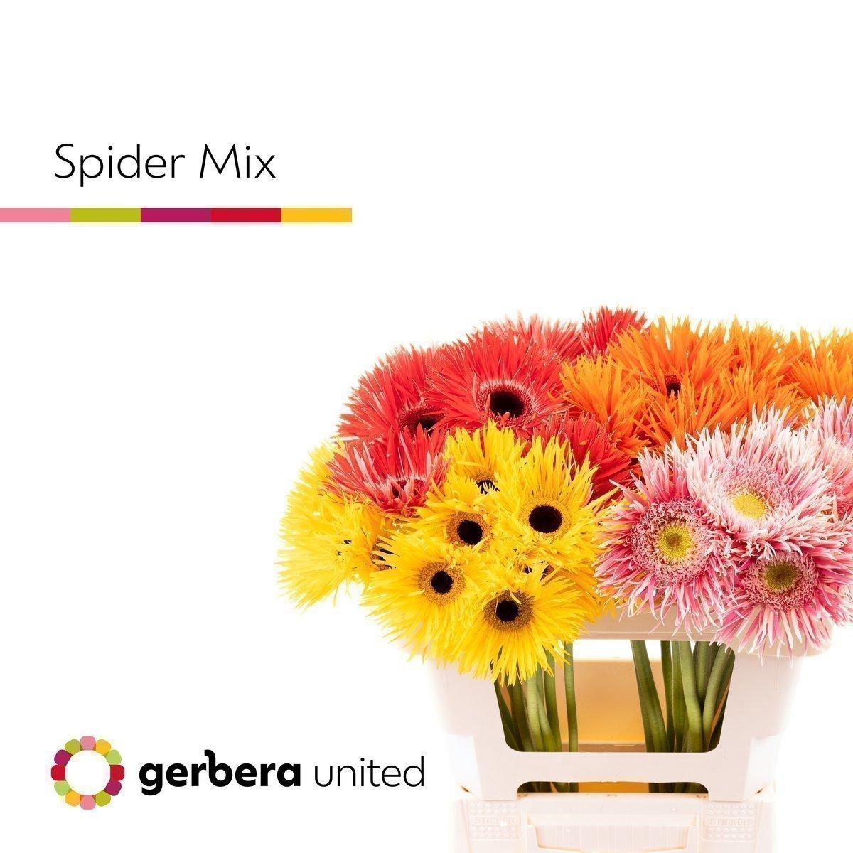 Срезанные цветы оптом Gerbera springs in row mix от 40шт из Голландии с доставкой по России