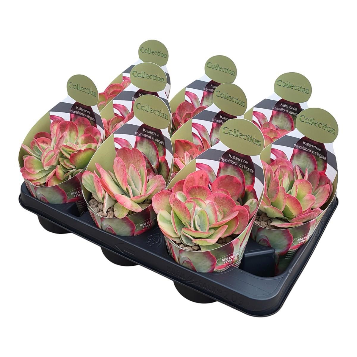 Горшечные цветы и растения оптом Kalanchoe Thyrsiflora Variegata Potcover от 9шт из Голландии с доставкой по России