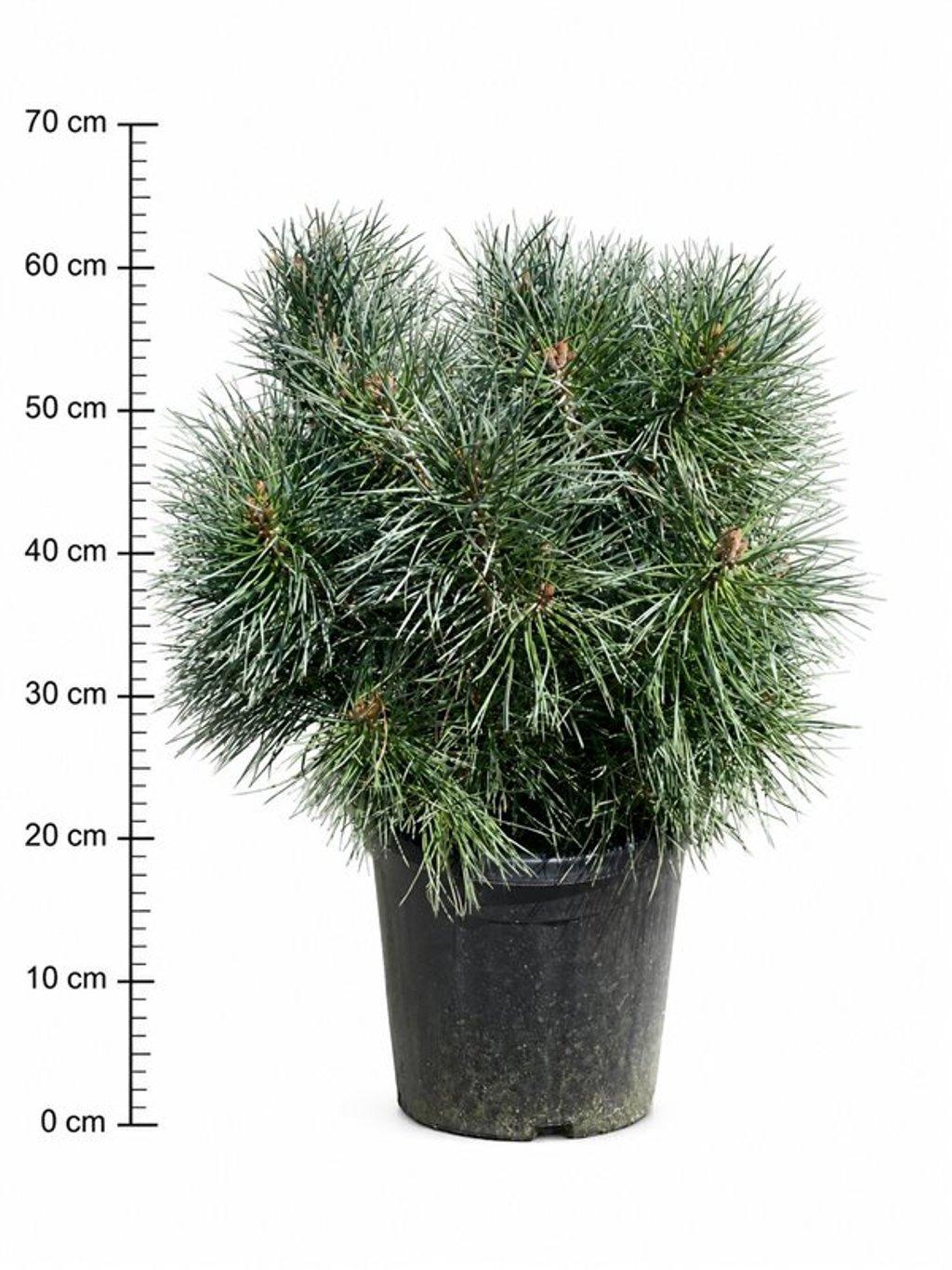 Горшечные цветы и растения оптом Pinus Sylv. chantry Blue от 1шт из Голландии с доставкой по России