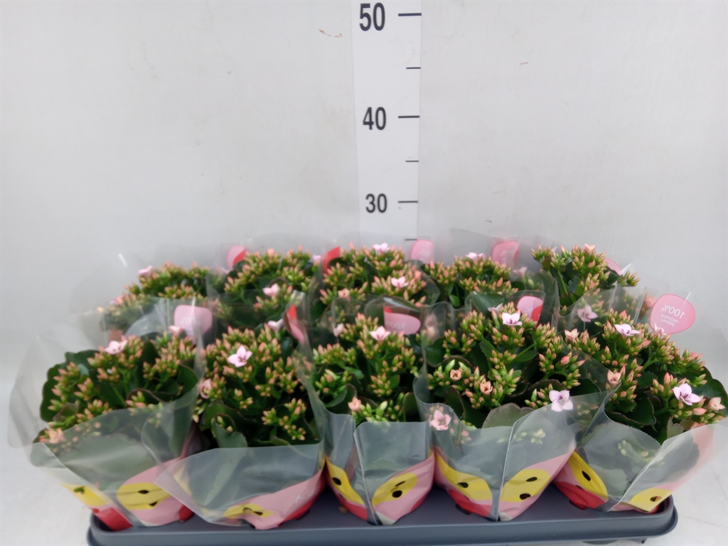Горшечные цветы и растения оптом Kalanchoe Blos.   ..rosebud Mix  4 от 8шт из Голландии с доставкой по России