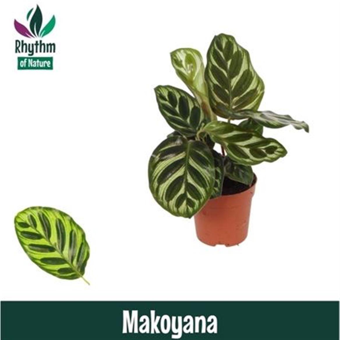 Горшечные цветы и растения оптом Calathea Makoyana от 8шт из Голландии с доставкой по России
