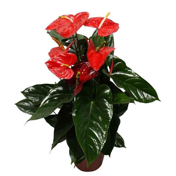 Горшечные цветы и растения оптом Anth An Aloha Red 8+ от 6шт из Голландии с доставкой по России