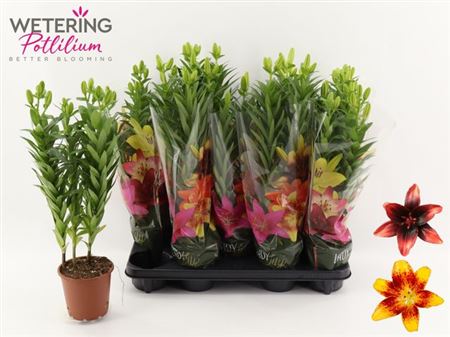 Горшечные цветы и растения оптом Lil As Gem 3pp от 9шт из Голландии с доставкой по России