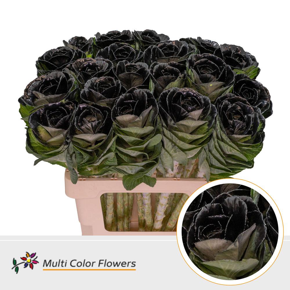 Срезанные цветы оптом Brassica paint black от 30шт из Голландии с доставкой по России