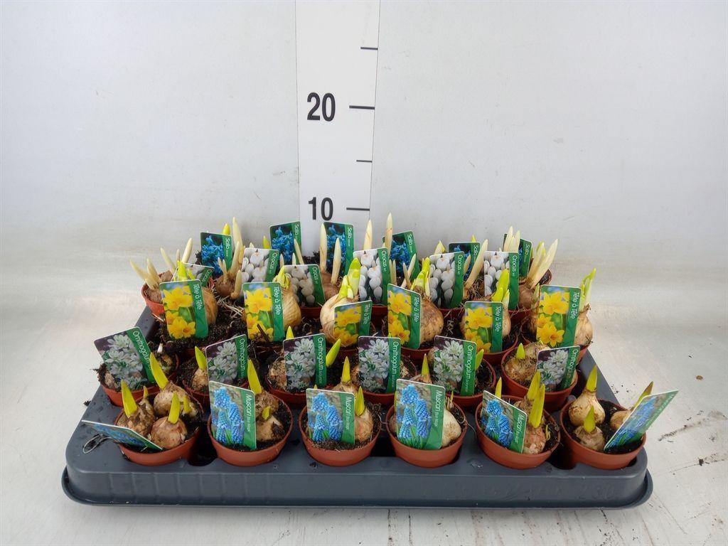 Горшечные цветы и растения оптом Bolbloemen ...mix от 30шт (для телеги) из Голландии с доставкой по России Горшечные цветы и растения оптом Bolbloemen ...mix от 30шт (для телеги) из Голландии с доставкой по России