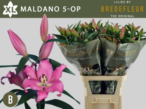 Срезанные цветы оптом Lilium or maldano от 40шт. из Голландии с доставкой по России