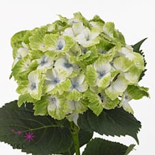 Срезанные цветы оптом Hydrangea mag noblesse от 10шт из Голландии с доставкой по России